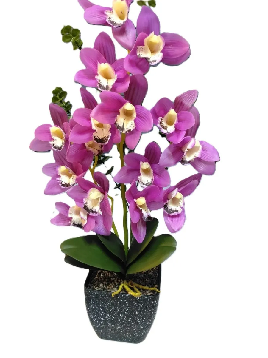 orquideas boca de tigre