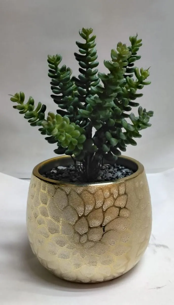 suculenta trenza de gitana , 25 CM APROX.