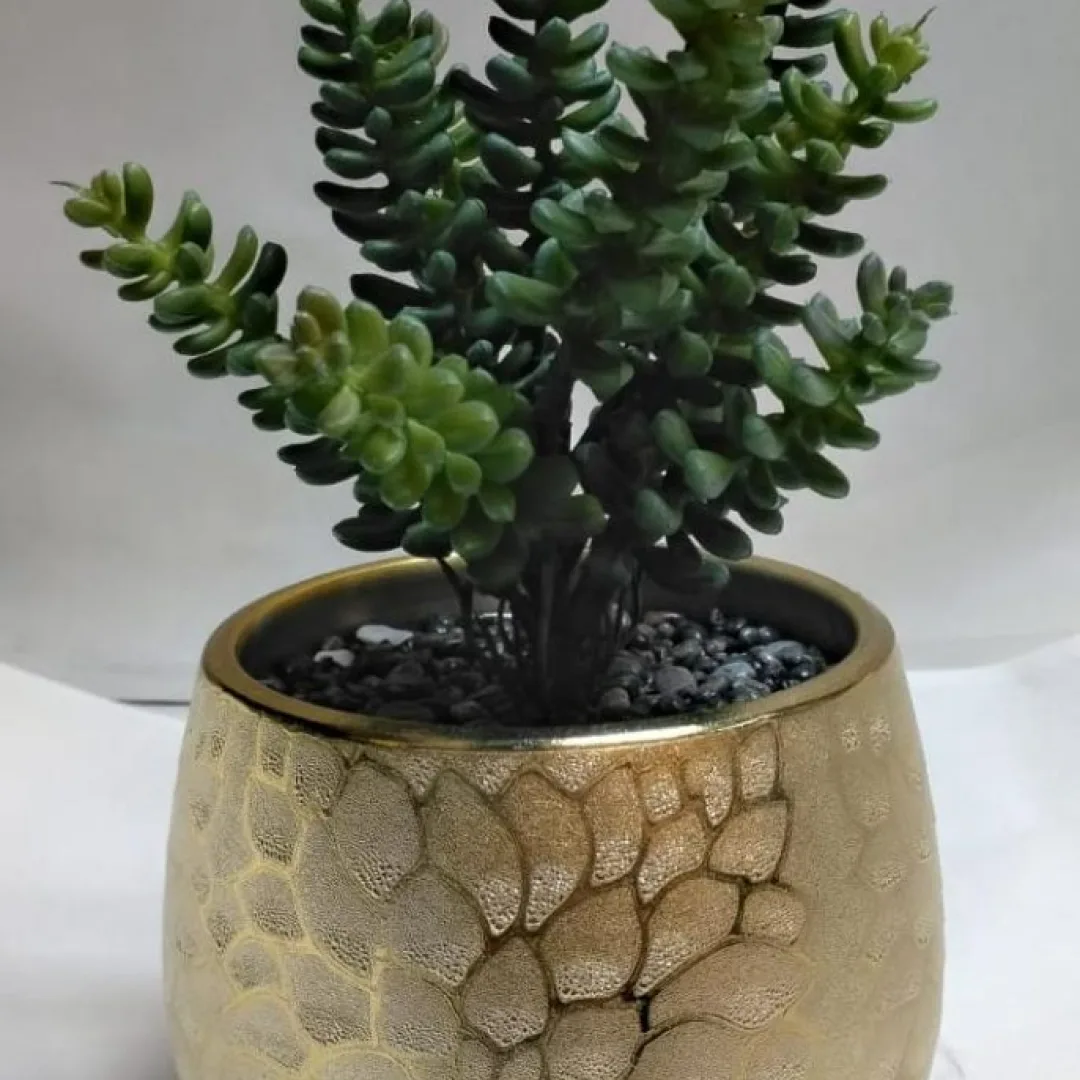 suculenta trenza de gitana , 25 CM APROX.