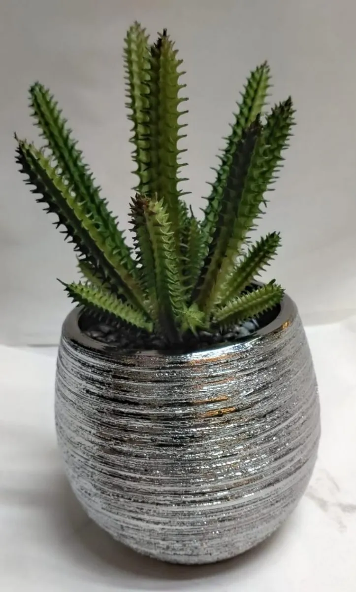 Suculenta San pedro 25 CM APROX.
