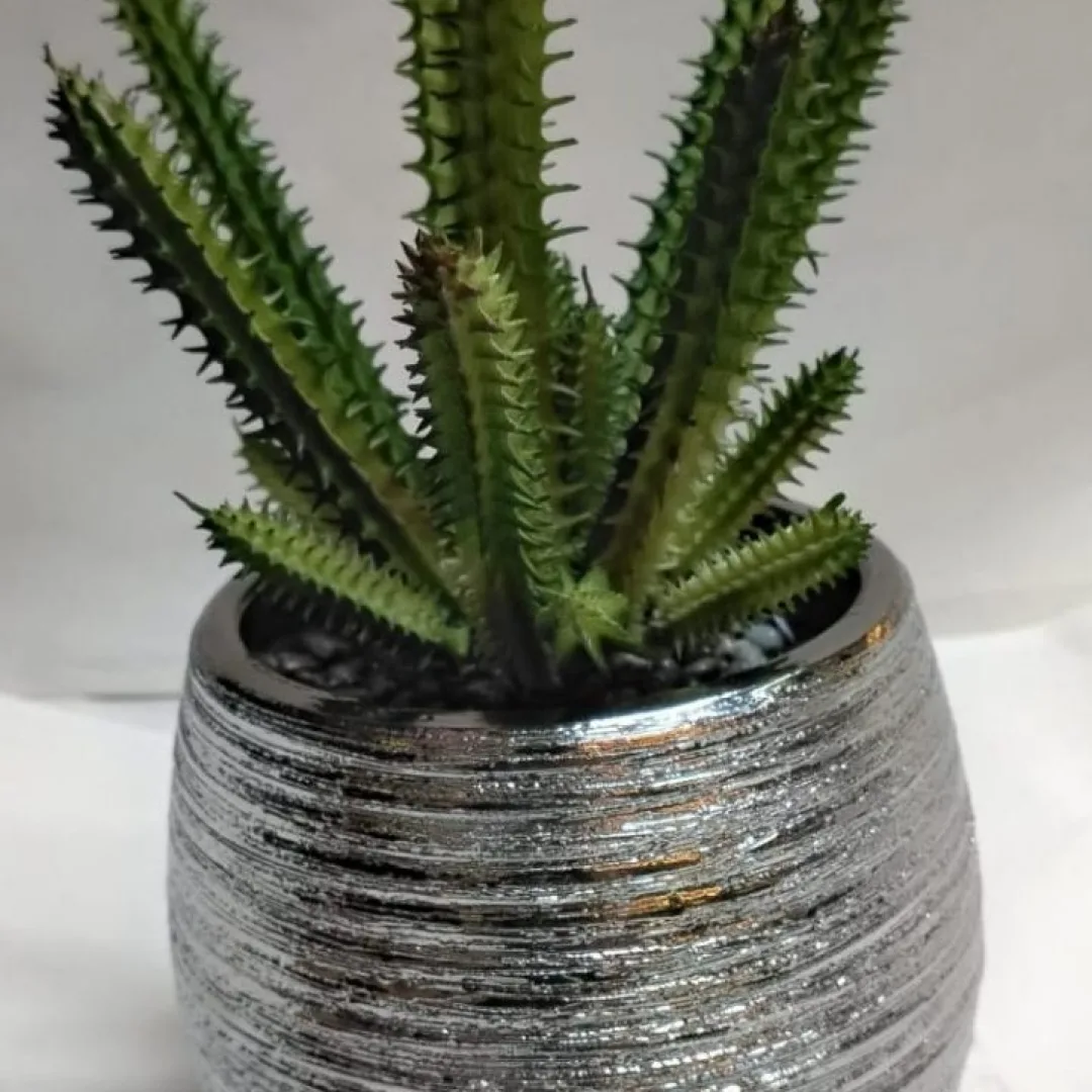 Suculenta San pedro 25 CM APROX.