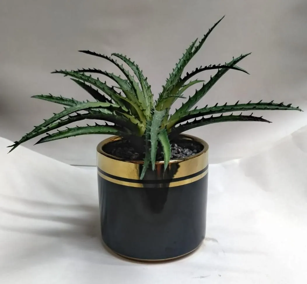 SUCULENTA DE SABILA