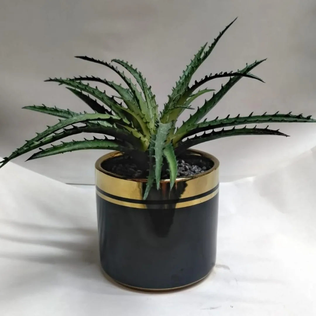 SUCULENTA DE SABILA